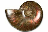 Polished Red Flash Ammonite (Cleoniceras) Fossil - Madagascar #367722-1